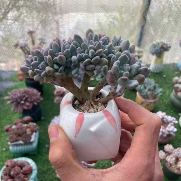 491. Pachyveria clavifolia f. cristata