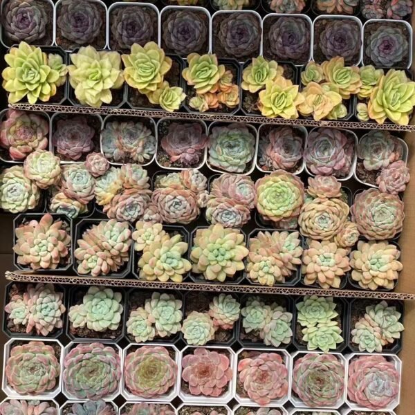 130. Mixed Succulent Plants