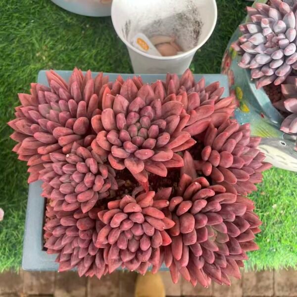 500. Pachyphytum 'Crystal Ball'