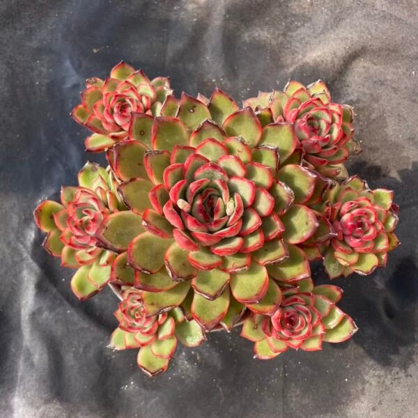 445.Echeveria 'Polly Anna