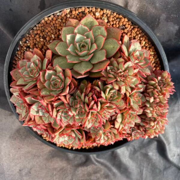475.Echeveria 'Blazing Rose Cristata'
