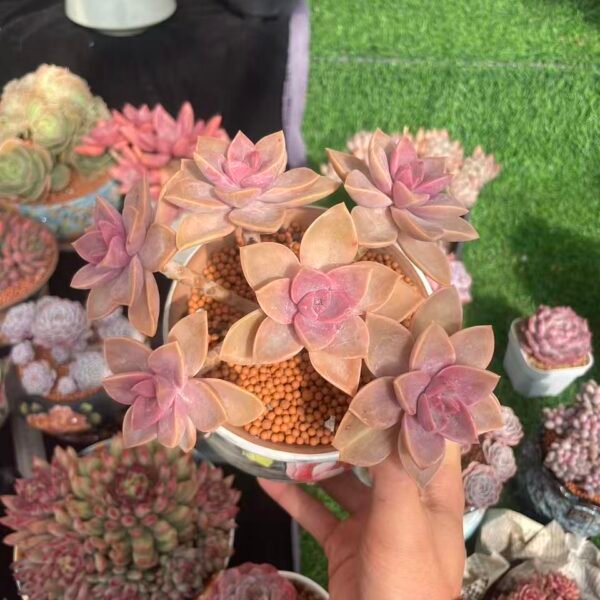 499. Echeveria 'Crane Frost'