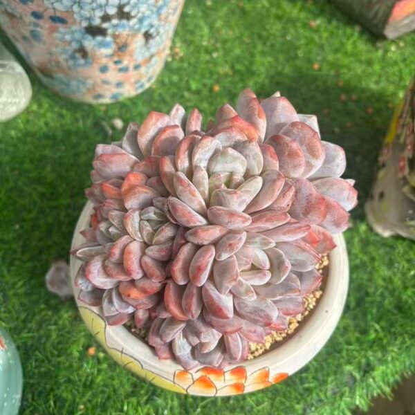 504.Echeveria 'Orange Monroe'