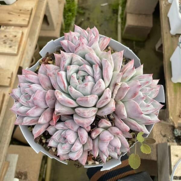 480. Echeveria colorata f. Tapalpa