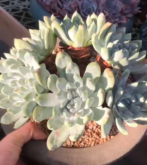 171. Dudleya pachyphytum SP