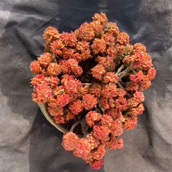 456.Echeveria 'Wax Peony'