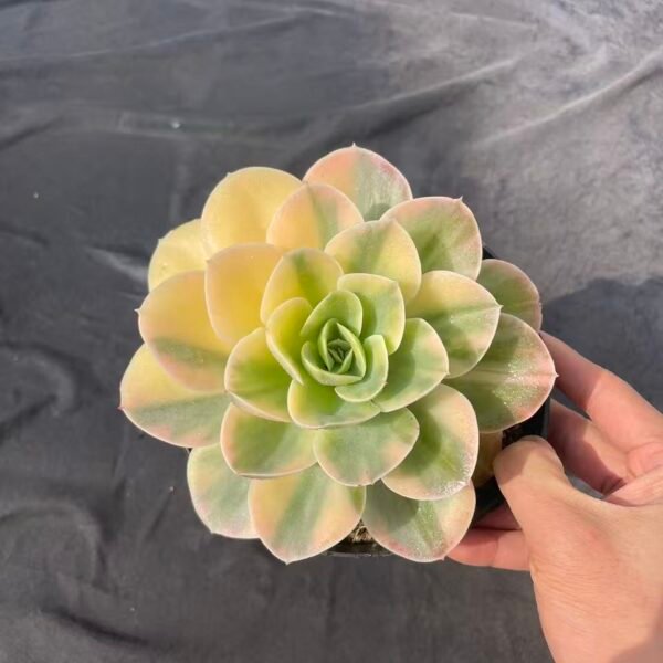 355. Echeveria agavoides 'Natalina'