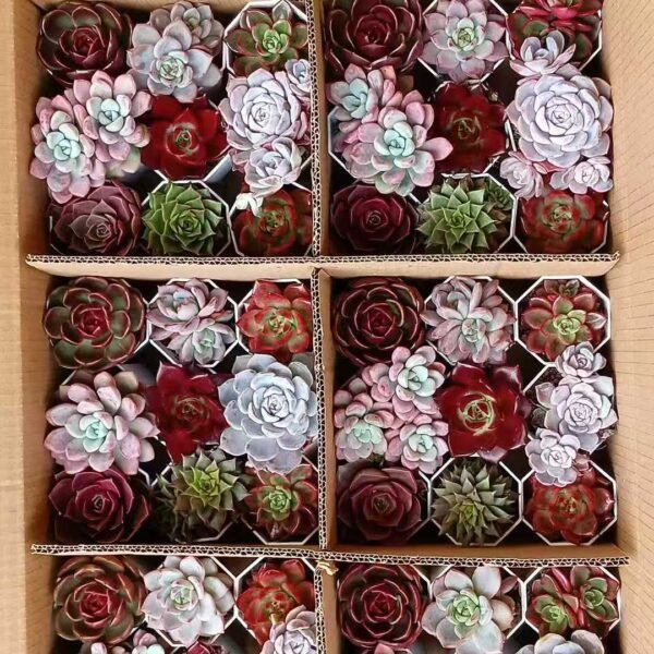 124. Mixed Succulent Plants