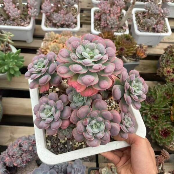 478. Echeveria Rain Drops