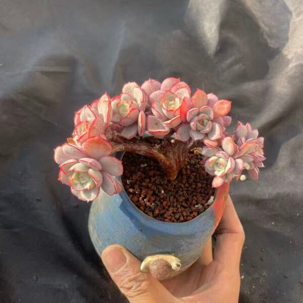 397.Echeveria 'Ling Bo Xian Zi Cristata'