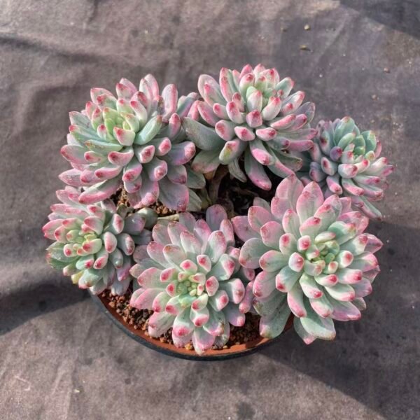 364. Echeveria 'Lan Pingguo Variegata'