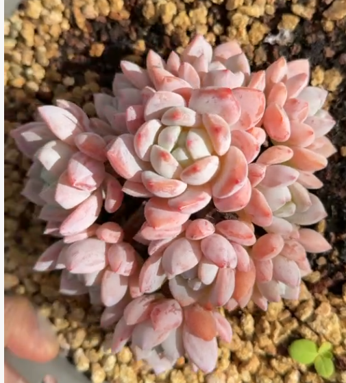 194. Echeveria 'Lengxiang'