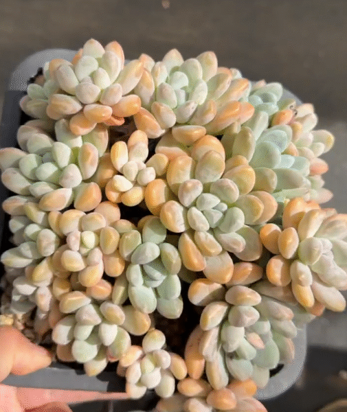 189. Echeveria 'Xiangyu'