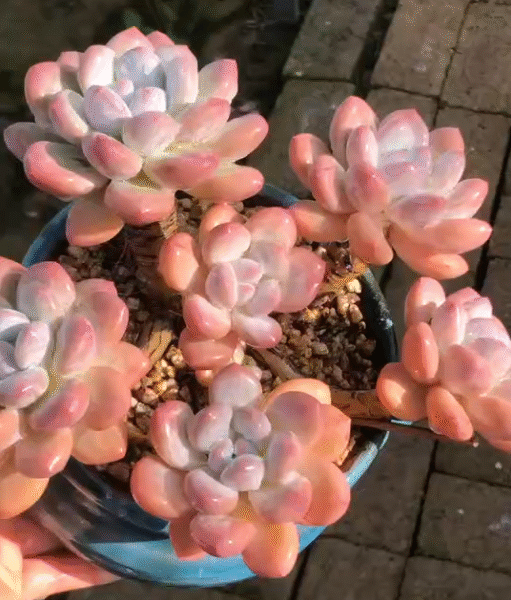 182. Echeveria 'Parfume'