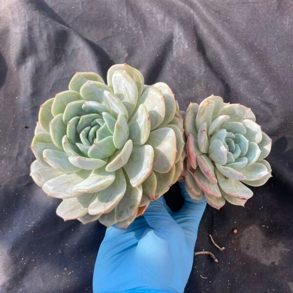 440. Echeveria 'Laurin'