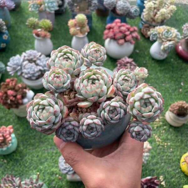 484. Echeveria 'Little Red Boat'