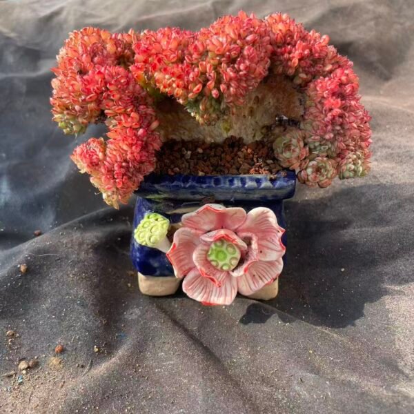 463.Echeveria 'Bai Pang Zi Cristata'