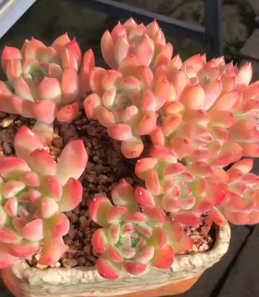 178. × Pachyveria 'King Midas'。