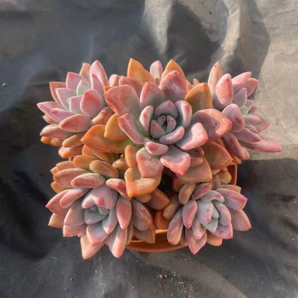 401.Echeveria 'Opal'