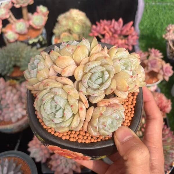 497. Echeveria 'Laurin'