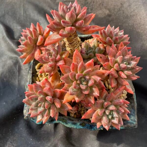 476.Echeveria 'Red Egg'
