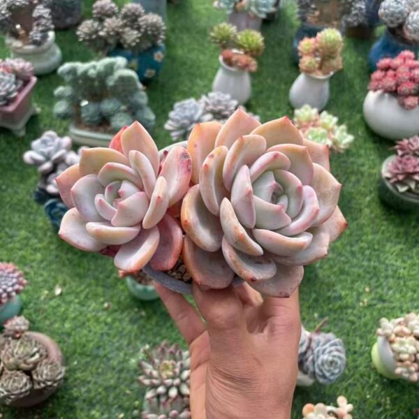 486. Echeveria Monroe SP