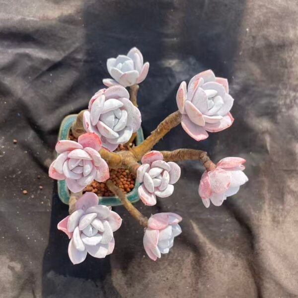 453.Echeveria 'Xue Lian' (Grafted)