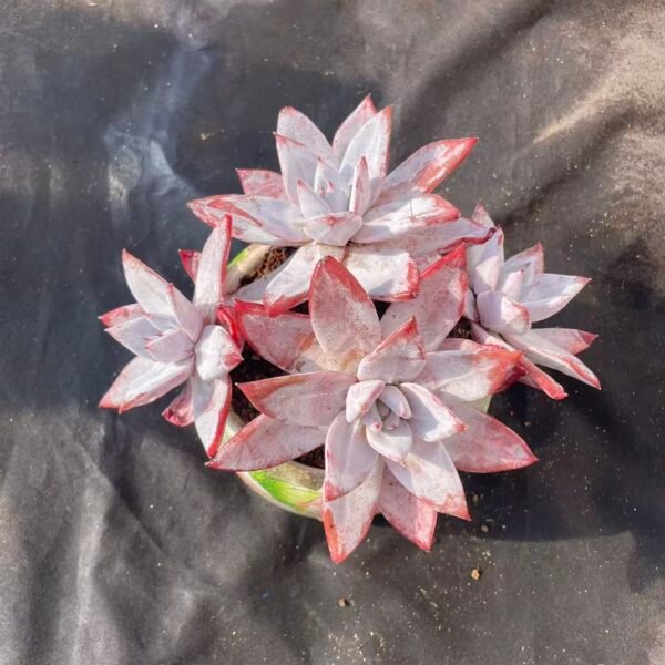 452.Echeveria 'K Series'