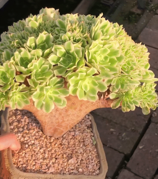 173. Aeonium 'Emerald Ice'