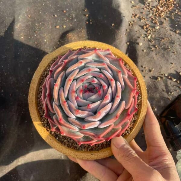 404.Echeveria 'Pikachu'