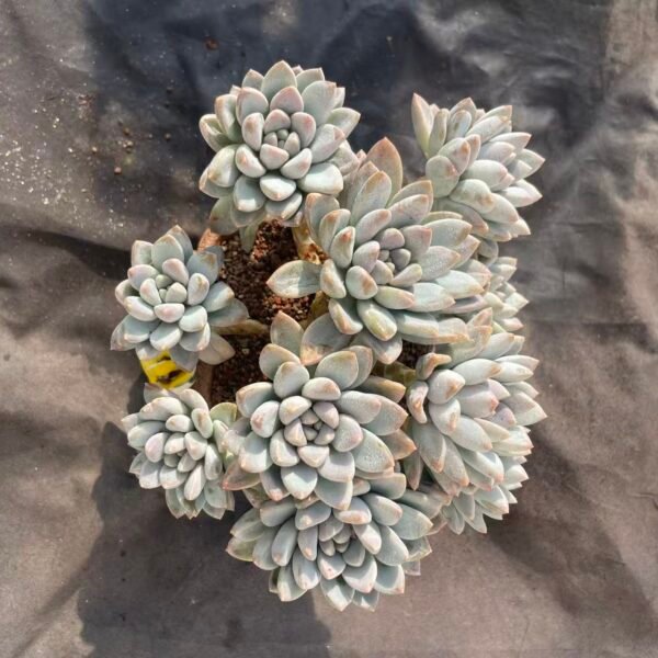 466.Echeveria 'Milk Candy'