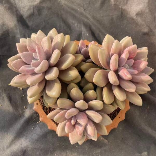 419. Echeveria 'Primitive Poppy'