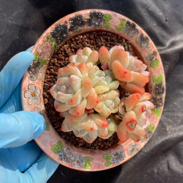 429. Echeveria 'Ice green'