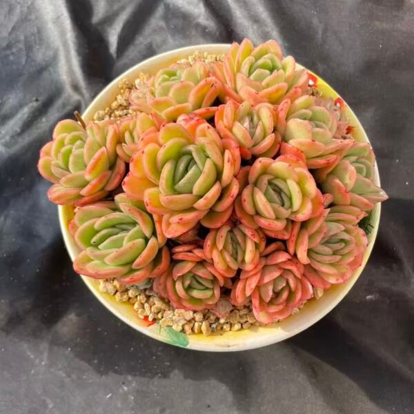 428.  Echeveria 'Ice Rose'