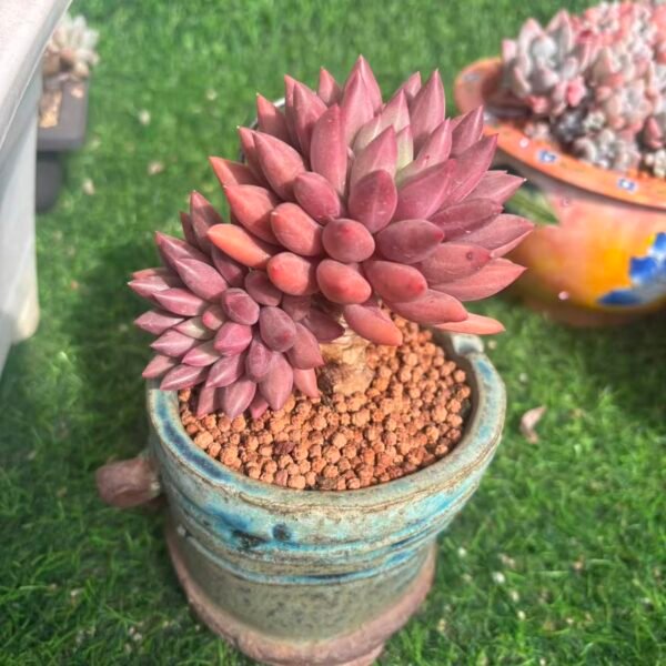 505.Pachyphytum 'Crystal Ball