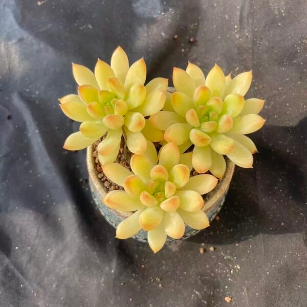 458.Echeveria 'Oracle Bone'