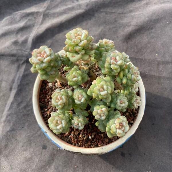 377. Echeveria 'Yang Guang Mei Gui'