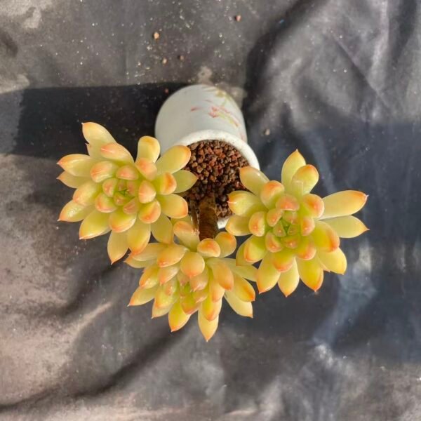 454.Echeveria 'Oracle Bone'