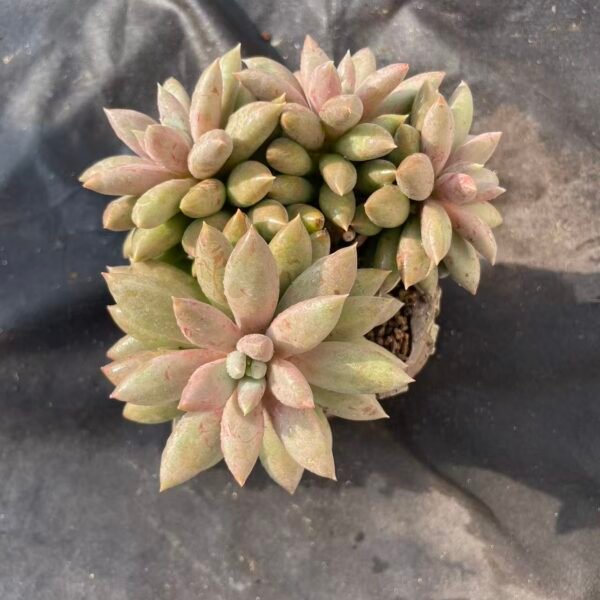 433. Pachyveria 'Gothic Lolita'