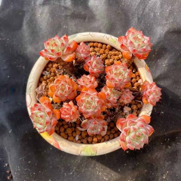 472. Echeveria 'Panda Face'