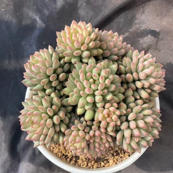 459.Echeveria 'Yan Zi Mei Ren'