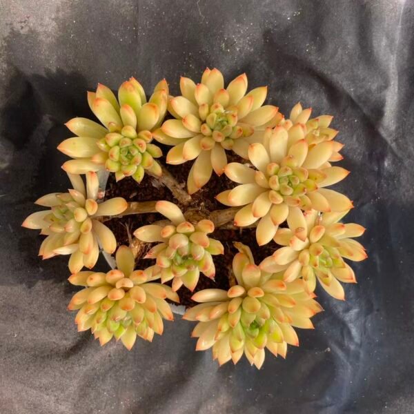 446.Echeveria 'Oracle Bone'