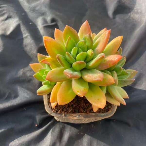 392.Echeveria 'Song of the Ocean'