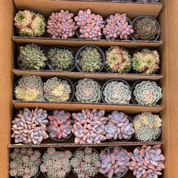 059. Mixed Succulent Plants