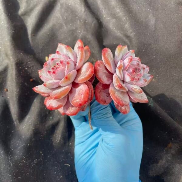 441. Echeveria Monroe