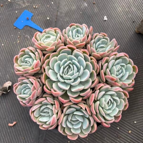 216.  Echeveria'Strawberry ice'