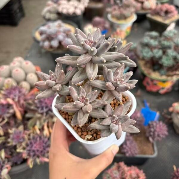 217. Graptopetalum （fenyumeiren）