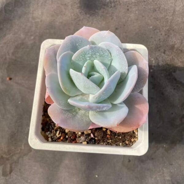 005. Echeveria 'Cream Tea'