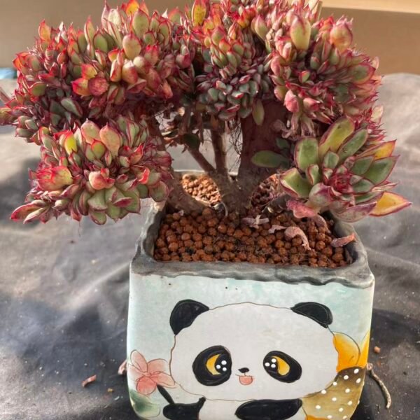 249. Echeveria 'He Hua Cristata'