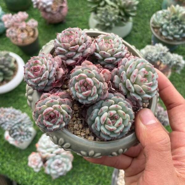 488. Echeveria 'Hani'